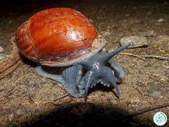Megalobulimus ovatus