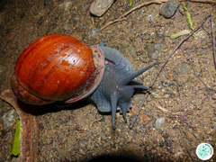 Megalobulimus ovatus
