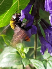 Xylocopa augusti