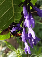 Xylocopa augusti