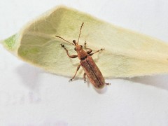 Rhicnobelus metallicus