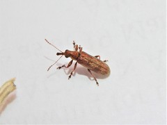 Rhicnobelus metallicus