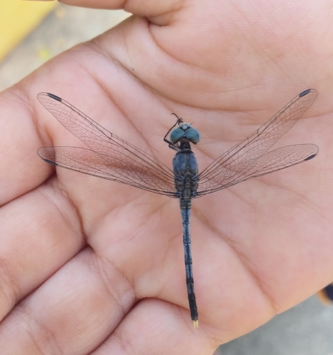 Chalky Percher photo 4