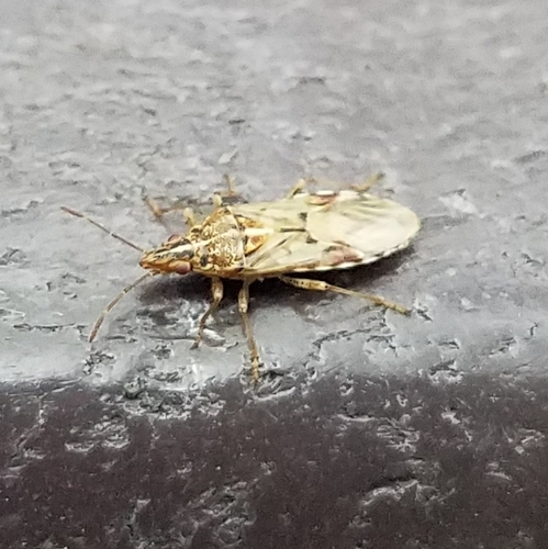 Sycamore Seed Bug photo 3