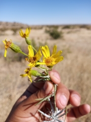 Senecio flaccidus flaccidus