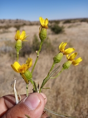Senecio flaccidus flaccidus