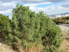 Pinus pinceana