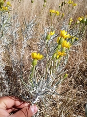 Senecio flaccidus flaccidus