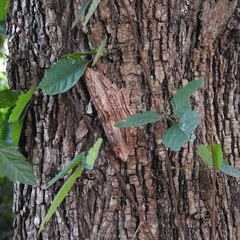 Feigeria claricostata