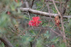 Melaleuca fulgens