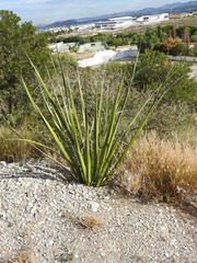Agave albomarginata