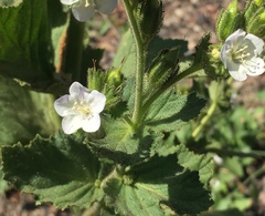 Phacelia viscida