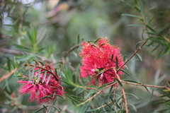 Melaleuca fulgens