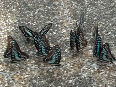 Graphium doson postianus