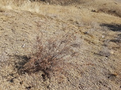 Spiraea aquilegifolia