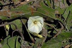 Convolvulus crenatifolius