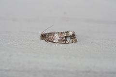 Olethreutes glaciana