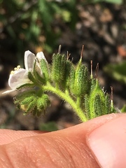 Phacelia viscida
