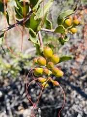 Tristerix verticillatus