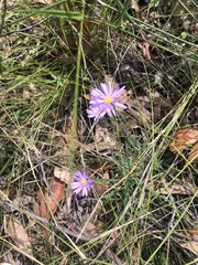 Brachyscome graminea