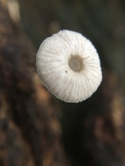 Mycena carmeliana
