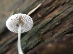 Mycena carmeliana
