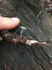 Mycena carmeliana