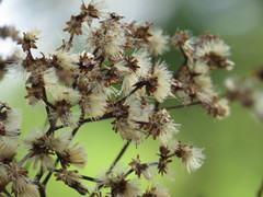 Cabobanthus polysphaerus