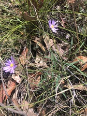 Brachyscome graminea