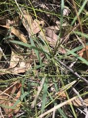 Brachyscome graminea