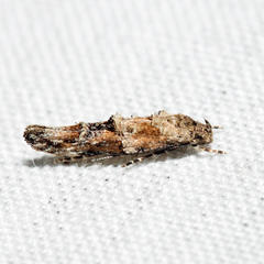 Mompha stellella