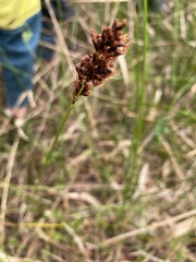 Machaerina tetragona