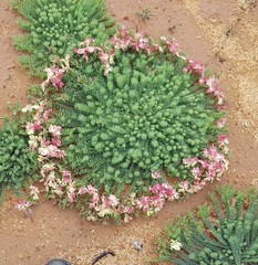 Lechenaultia macrantha