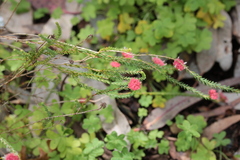 Actinodium cunninghamii