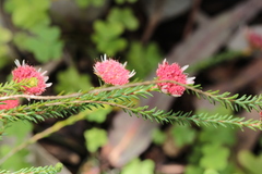 Actinodium cunninghamii