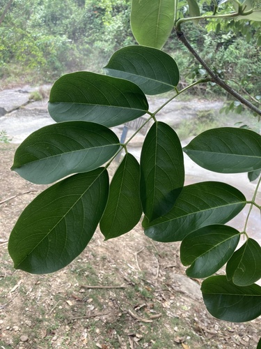 Platymiscium stipulare