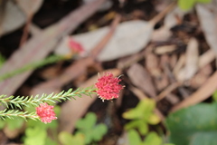 Actinodium cunninghamii