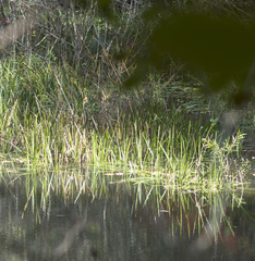 Eleocharis quadrangulata