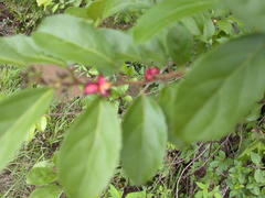 Casearia aculeata