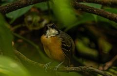 Myrmoborus myotherinus