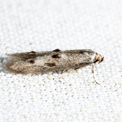 Blastodacna bicristatella