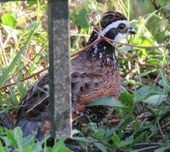 Colinus virginianus floridanus
