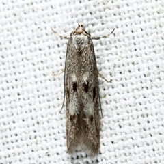 Blastodacna bicristatella