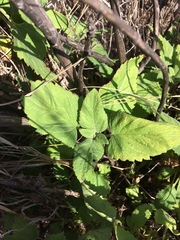 Scrophularia villosa