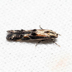 Blastodacna atra