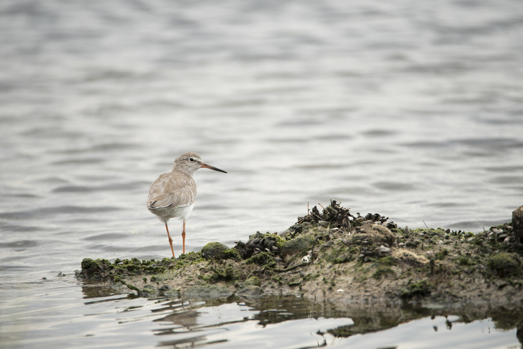 Common Redshank