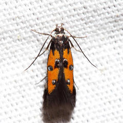 Chrysoclista linneella