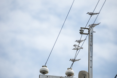 Chlidonias leucopterus