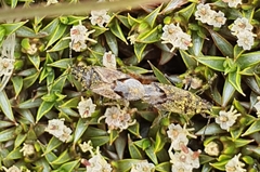 Rhypodes
