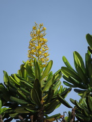 Vochysia thyrsoidea